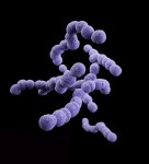 Belfast Trust Licenses Rapid Group B Streptococcus Diagnostic