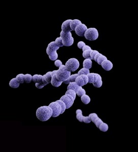 A computer-generated image of a group of Clindamycin-resistant Group-B Streptococcus (GBS).